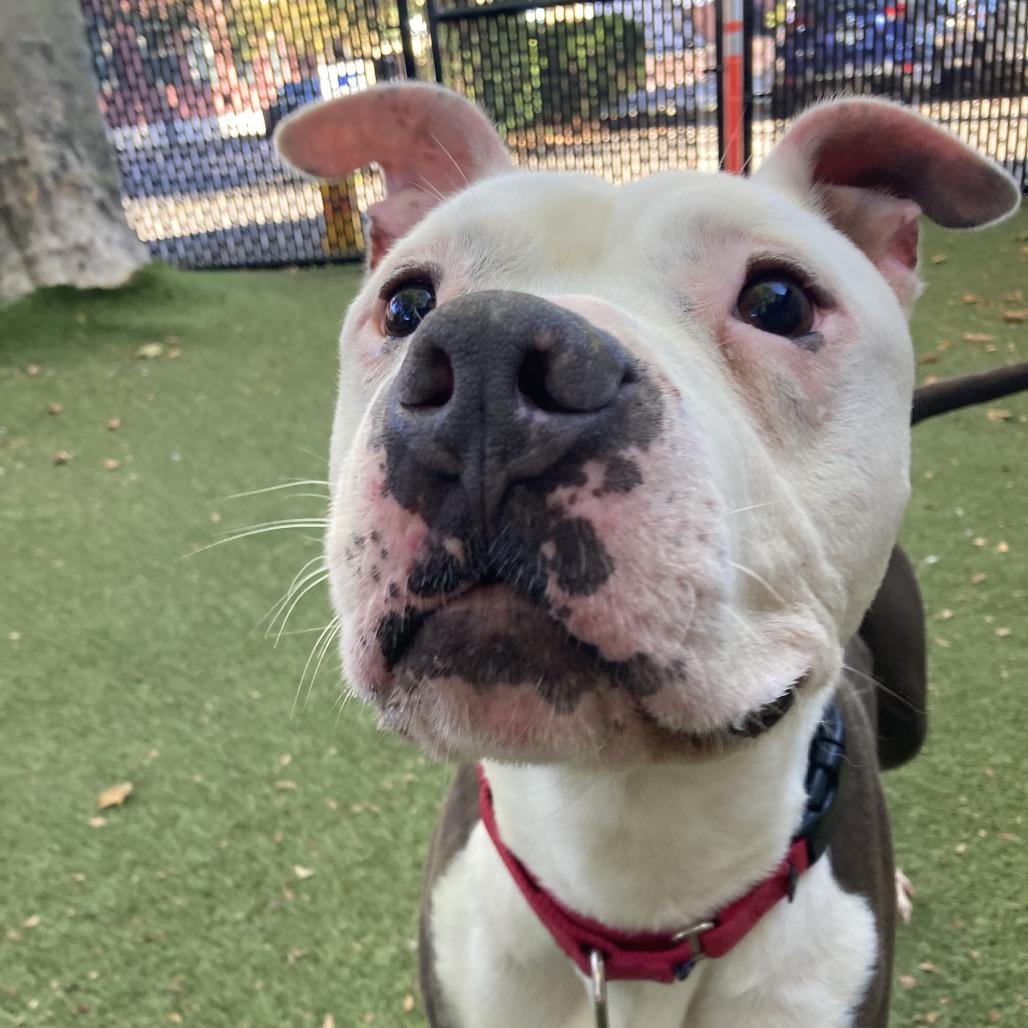 Enlarge Ty, a Adoptable Mixed Breed in Providence, RI image 5/6