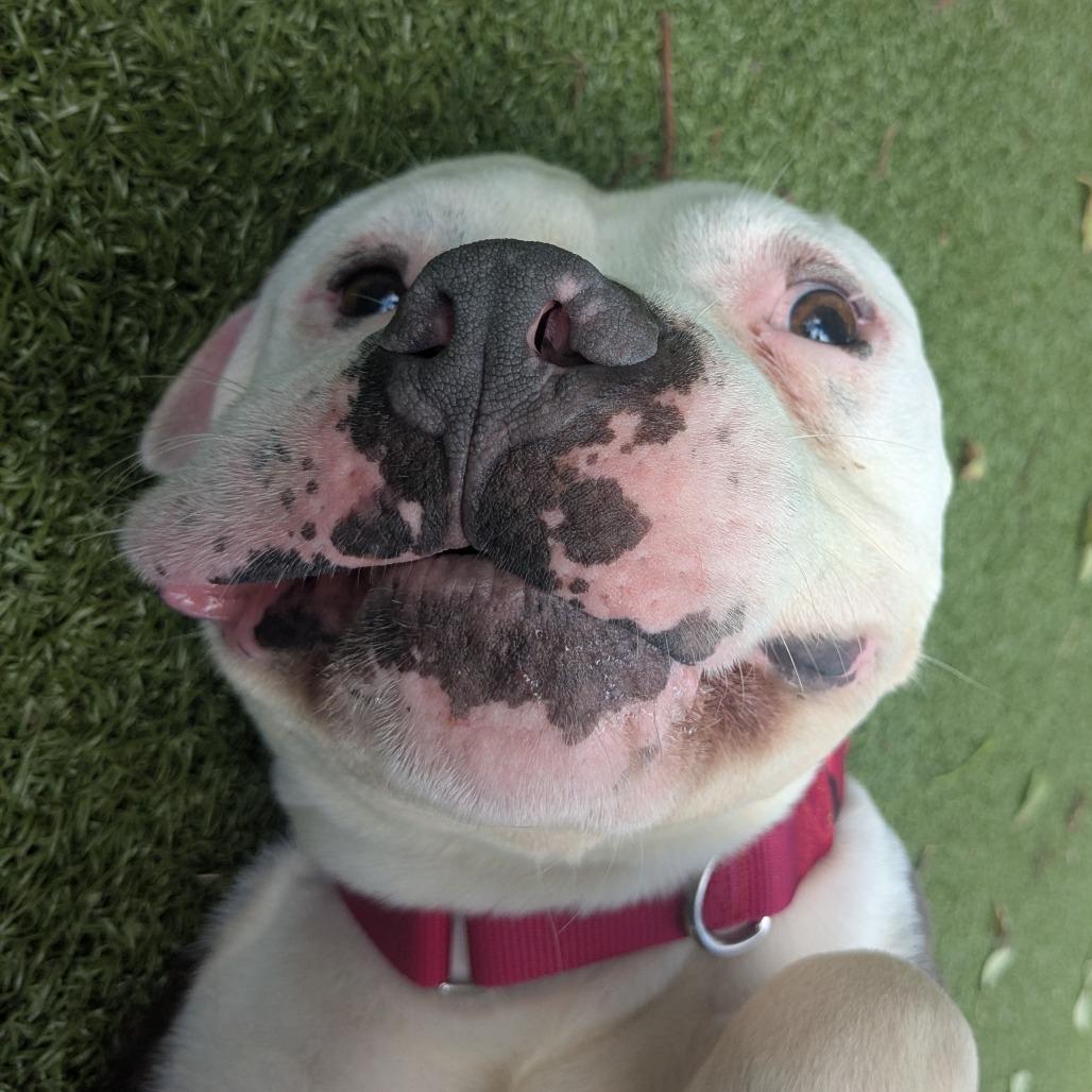 Enlarge Ty, a Adoptable Mixed Breed in Providence, RI image 6/6