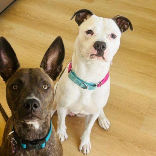 STARLIGHT*, Adoptable, Puppy Female Boxer & Mixed Breed.