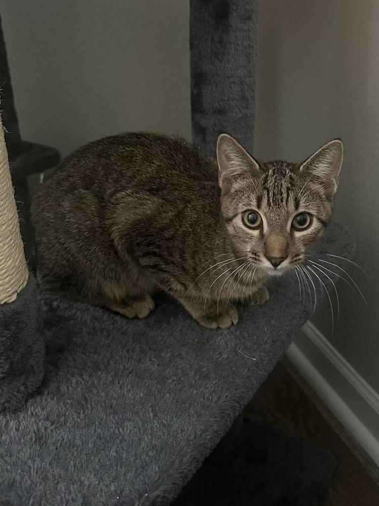 Enlarge Jello, a Adoptable mixed breed in WARNER ROBINS, GA image 2/6