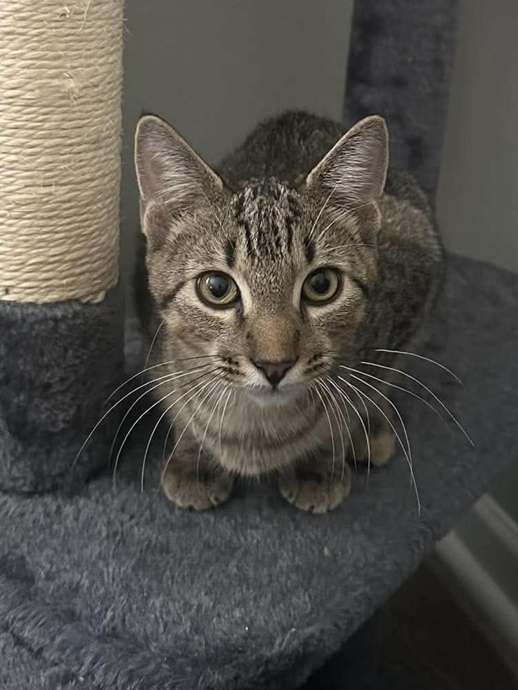 Enlarge Jello, a Adoptable mixed breed in WARNER ROBINS, GA image 3/6