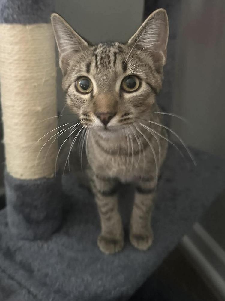 Enlarge Jello, a Adoptable mixed breed in WARNER ROBINS, GA image 5/6
