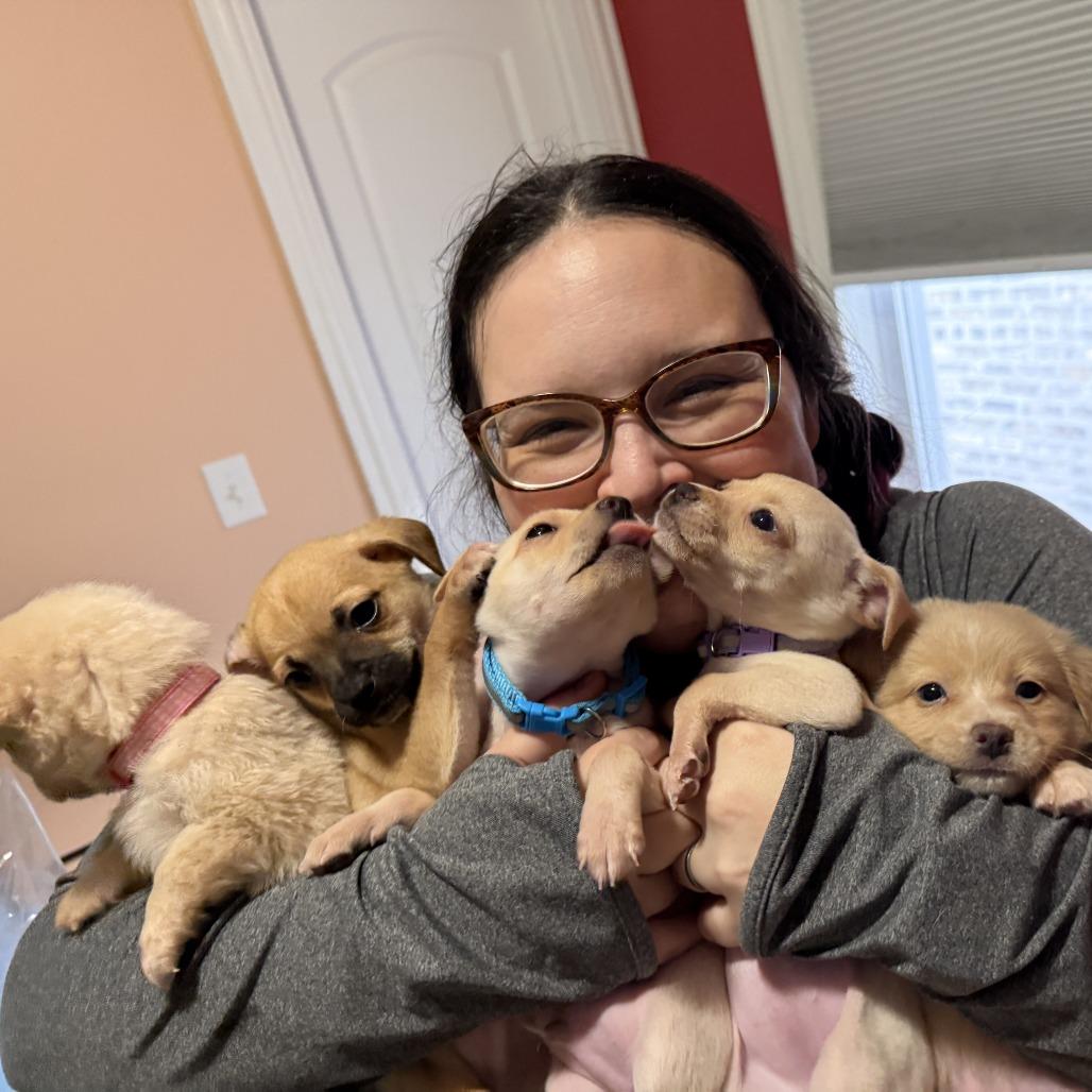 Almost Home Litter (3 TOTAL TO BE INDIVIDUALLY MATCHED), an adopted mixed breed in Chicago, IL image 1/2