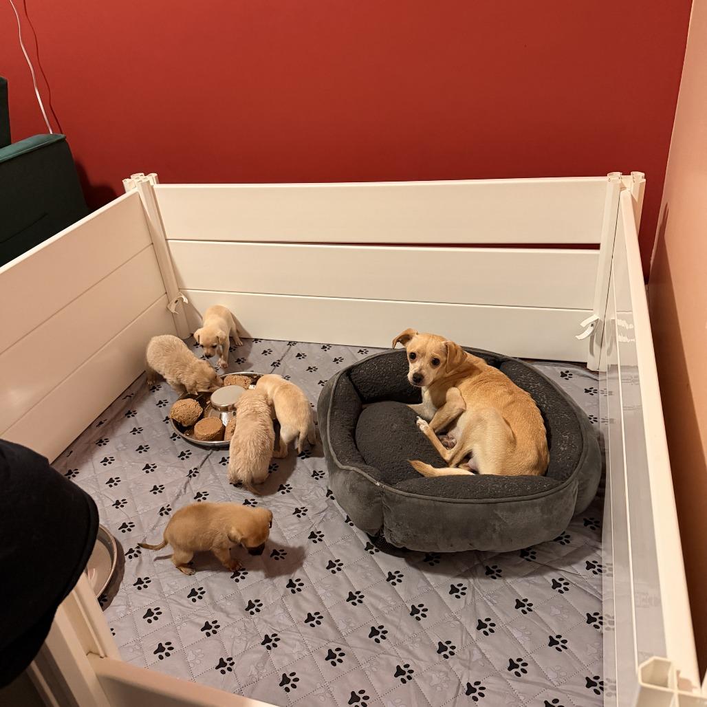 Almost Home Litter (3 TOTAL TO BE INDIVIDUALLY MATCHED), an adopted mixed breed in Chicago, IL image 2/2