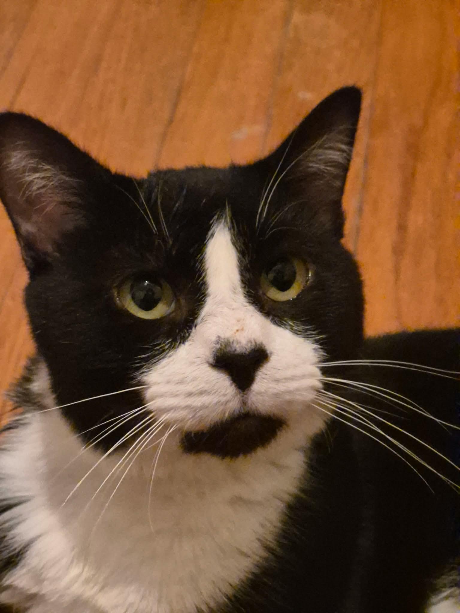 Hubert Jones, Adoptable, Adult Male Domestic Short Hair.