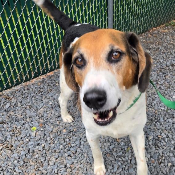 Enlarge Old Man, a Adoptable Hound in Mount Gilead, NC image 1/1