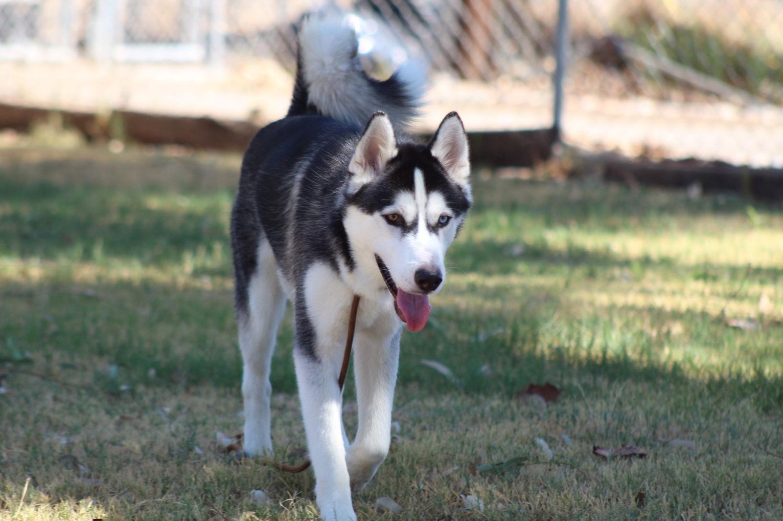 Thor, Adoptable, Young Male Husky.