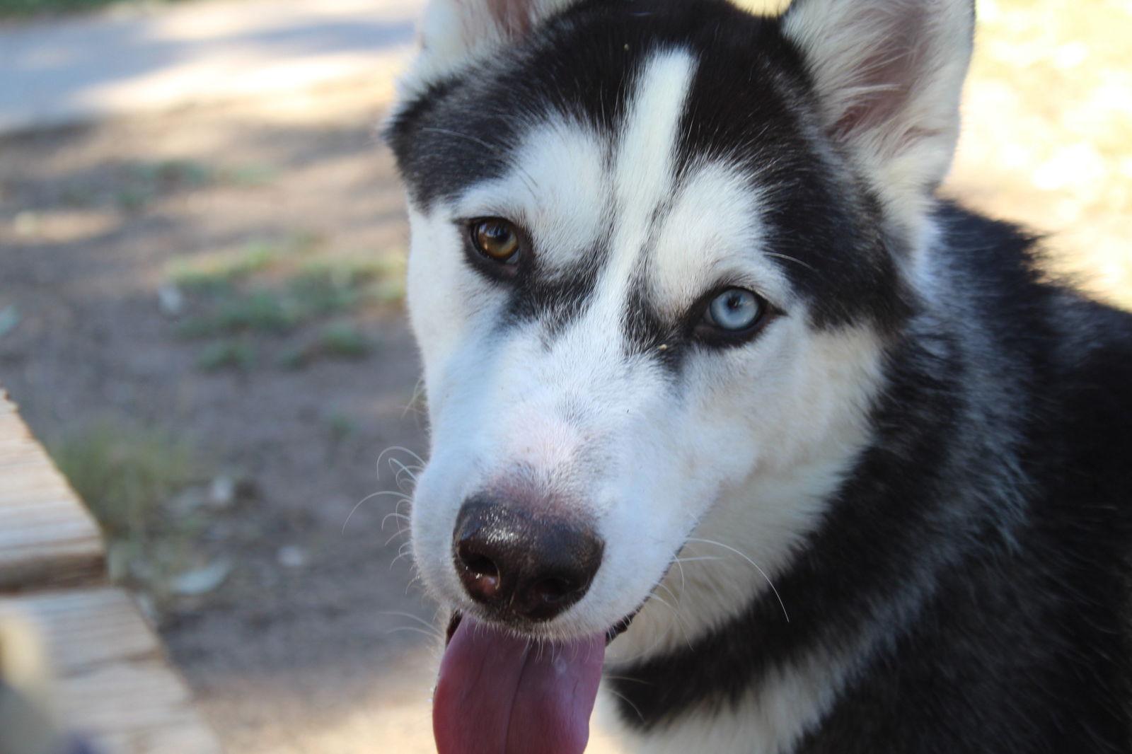 Enlarge Thor, a Adoptable Husky in El Centro, CA image 2/3