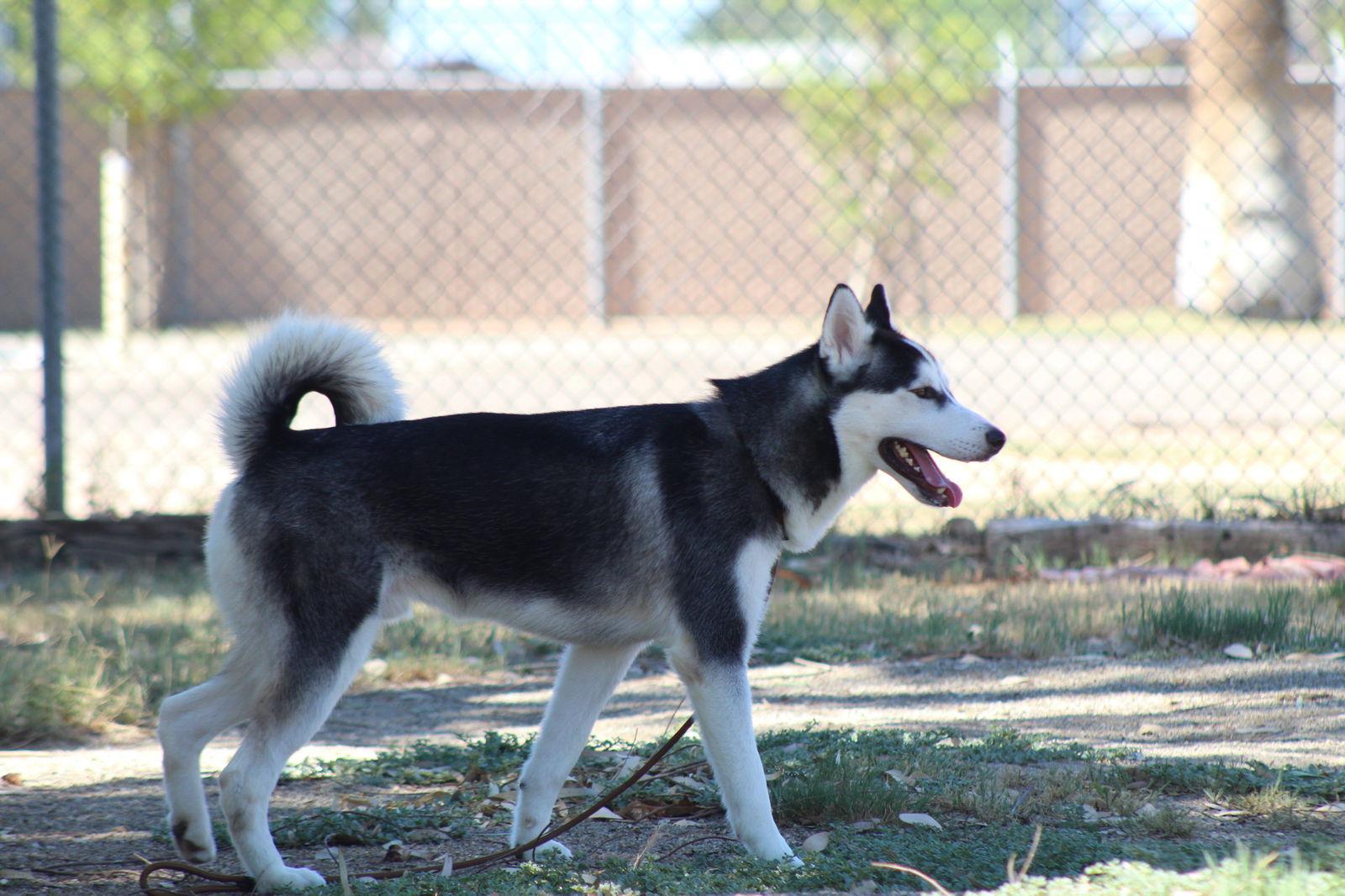 Enlarge Thor, a Adoptable Husky in El Centro, CA image 3/3