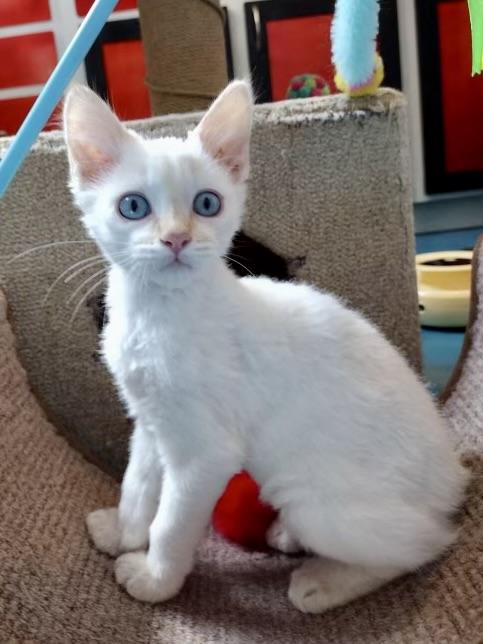 Scooby - COMING SOON, adopted, Kitten Male Domestic Medium Hair.