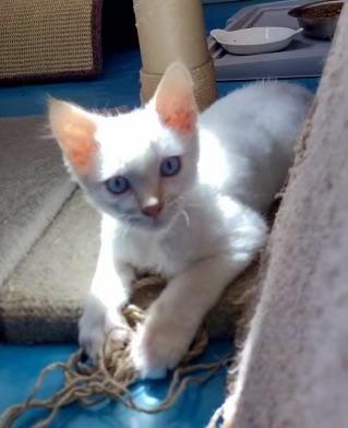 Scooby - COMING SOON, an adopted Domestic Medium Hair in Prescott, AZ image 2/3