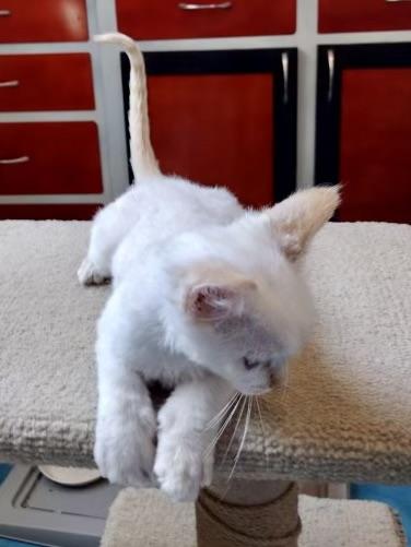 Scooby - COMING SOON, an adopted Domestic Medium Hair in Prescott, AZ image 3/3