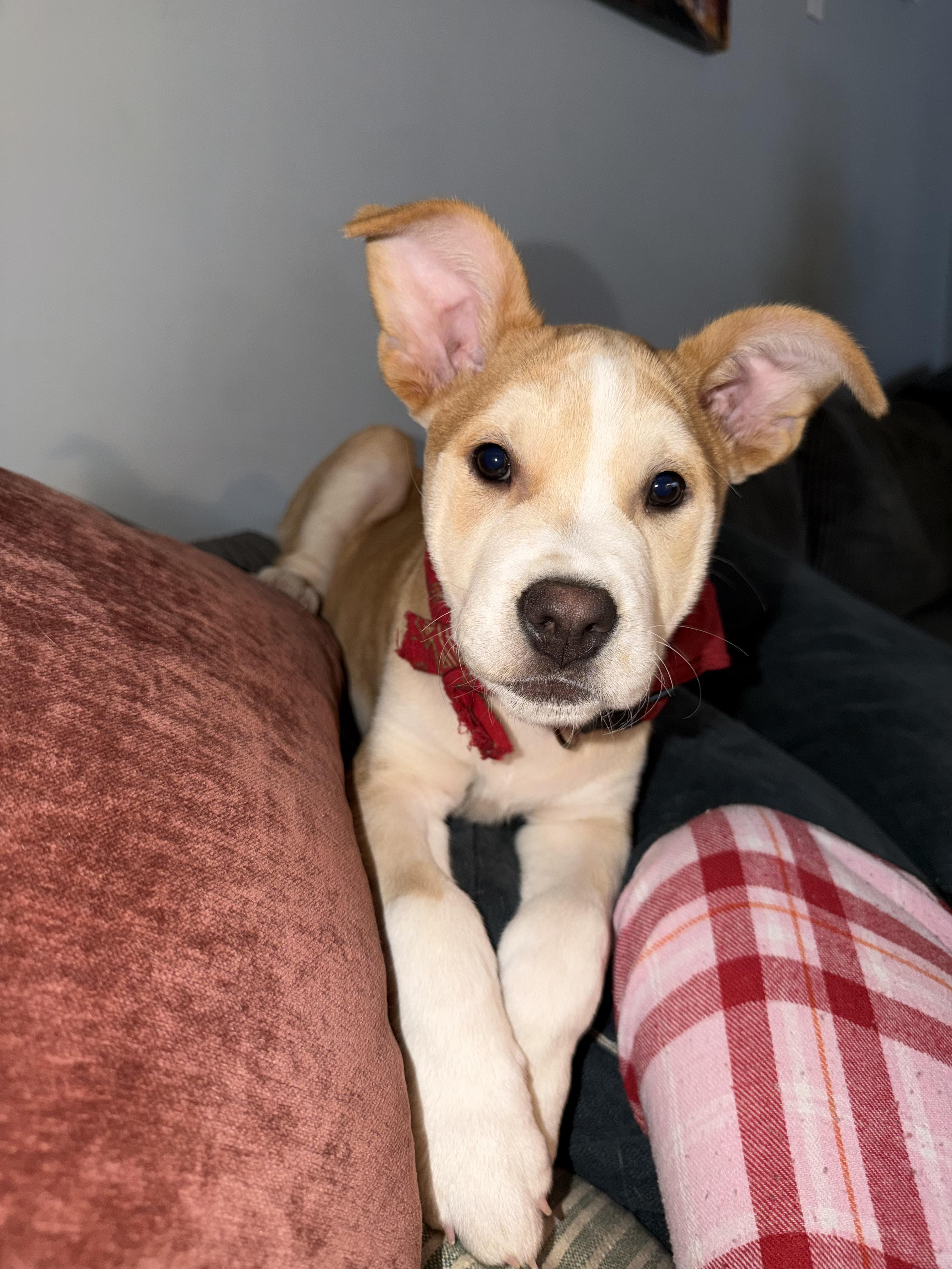 Trouble, Adoptable, Puppy Male Parson Russell Terrier.