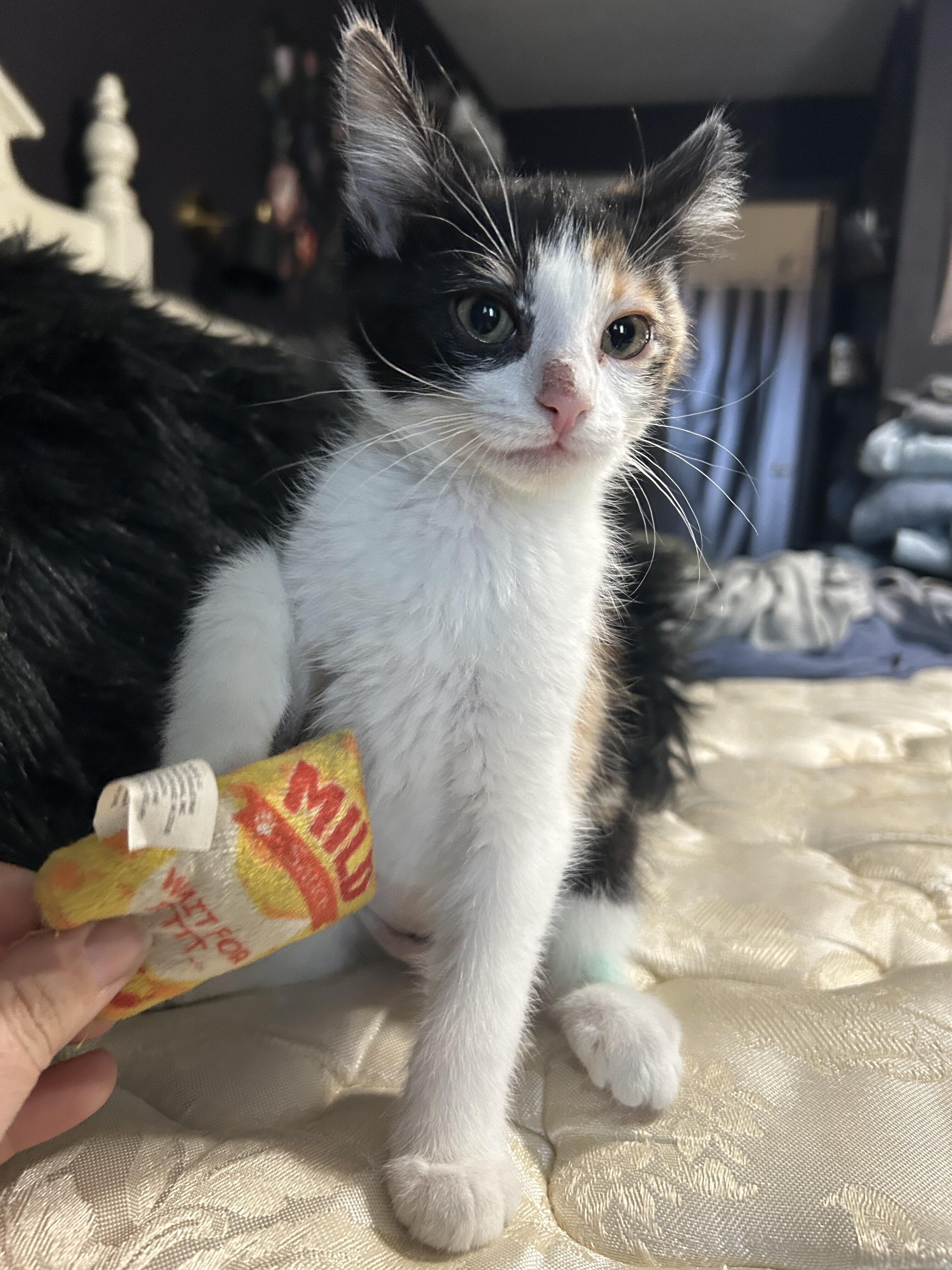 Preeti WA13842-T, Adoptable, Kitten Female Domestic Short Hair.