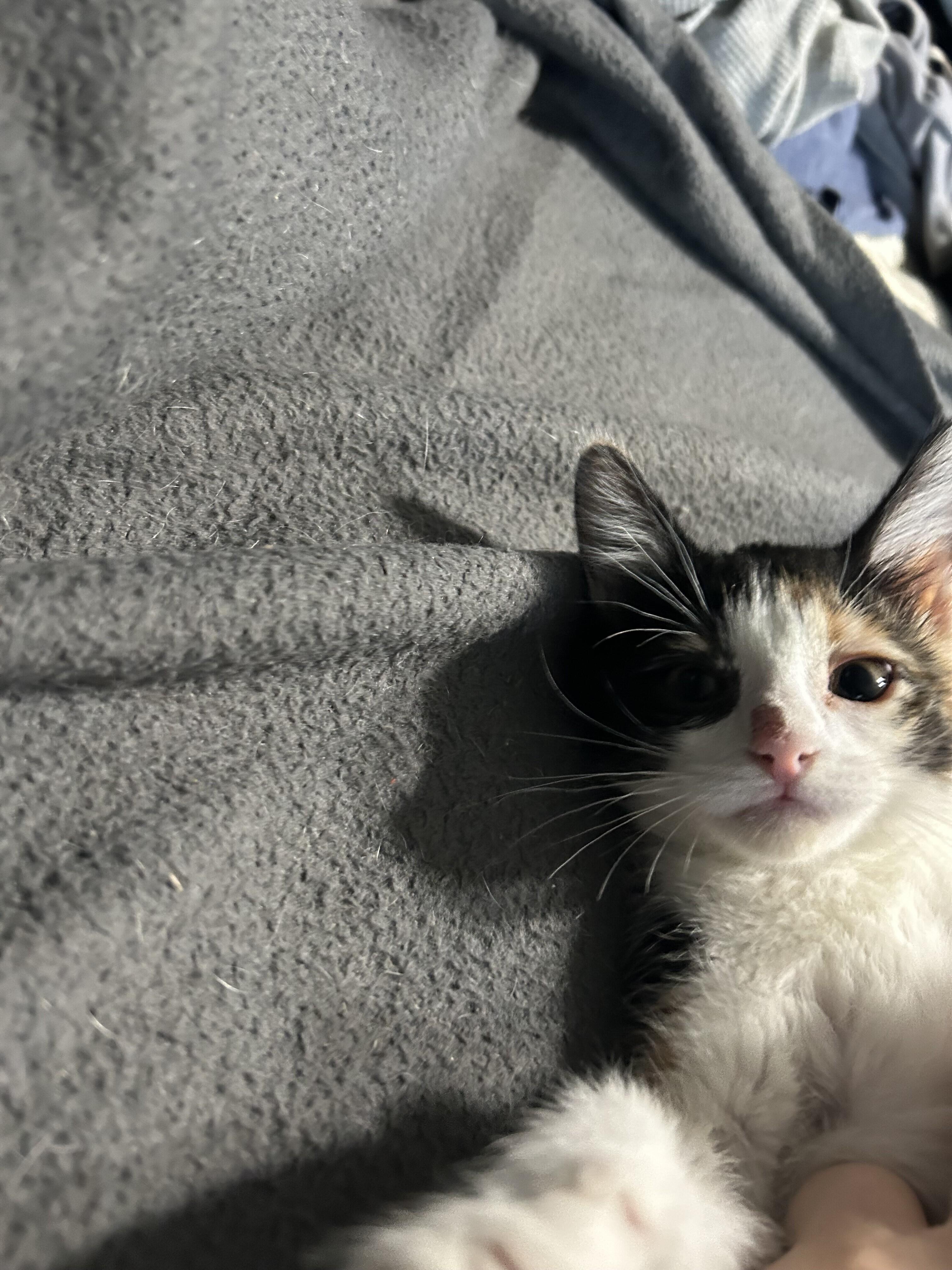 Enlarge Preeti WA13842-T, a Adoptable Domestic Short Hair in Bellevue, WA image 6/6