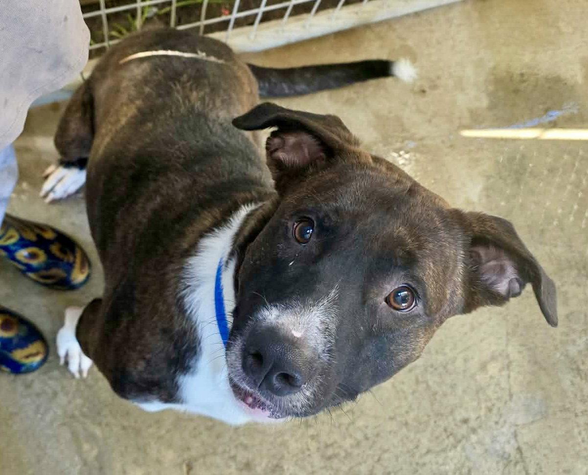 Andy, Adoptable, Young Male Pit Bull Terrier & Shepherd.