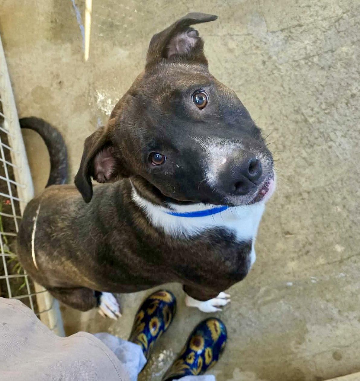 Enlarge Andy, a Adoptable mixed breed in Detroit Lakes, MN image 2/3