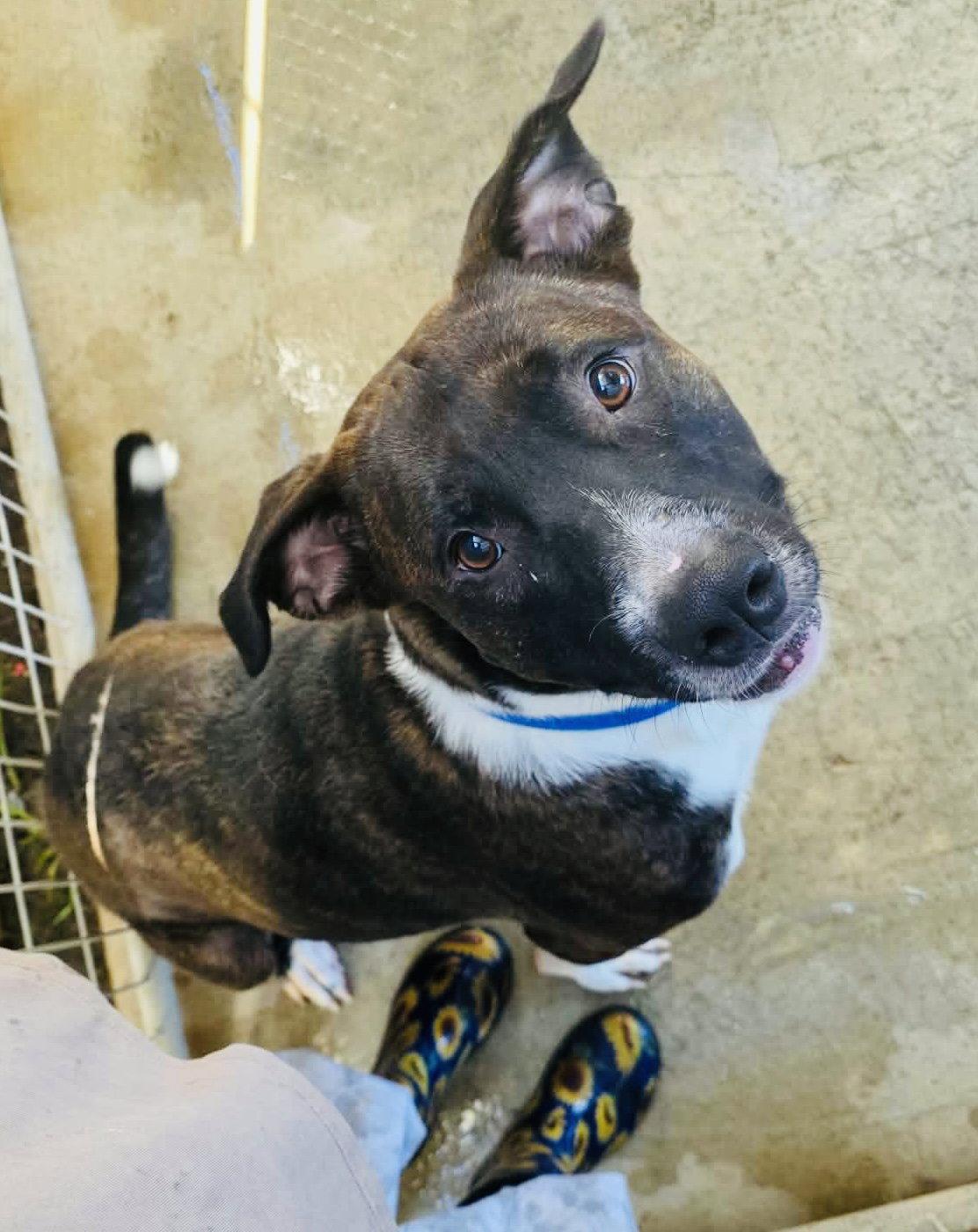 Enlarge Andy, a Adoptable mixed breed in Detroit Lakes, MN image 3/3