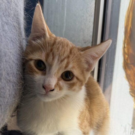 Enlarge Eddy, a Adopted Domestic Short Hair in Morden, MB image 1/1