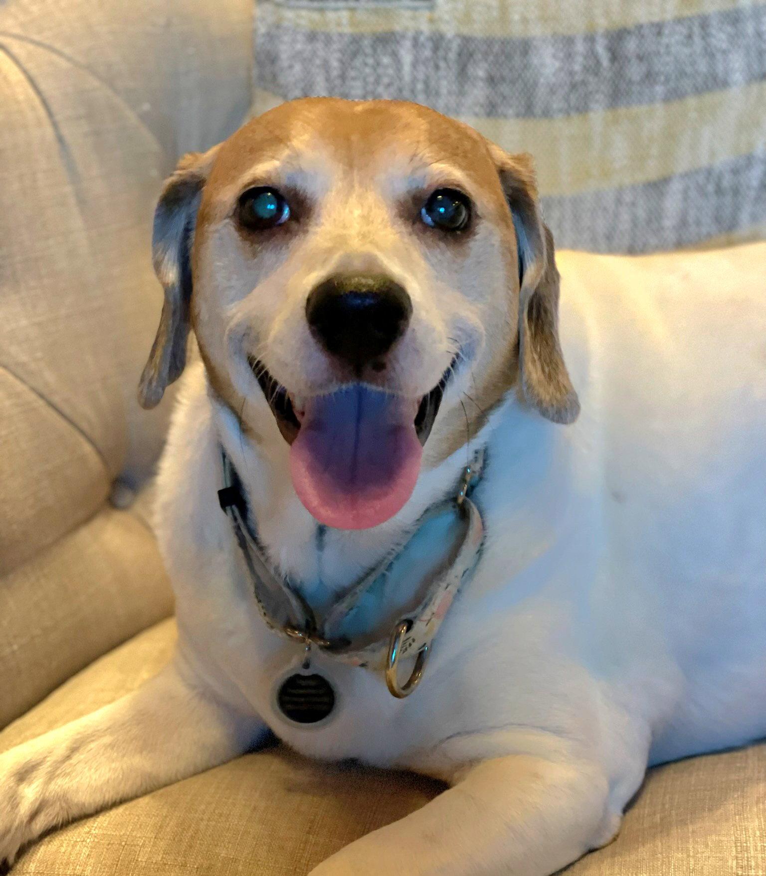 Hattie, Adoptable, Adult Female Beagle.