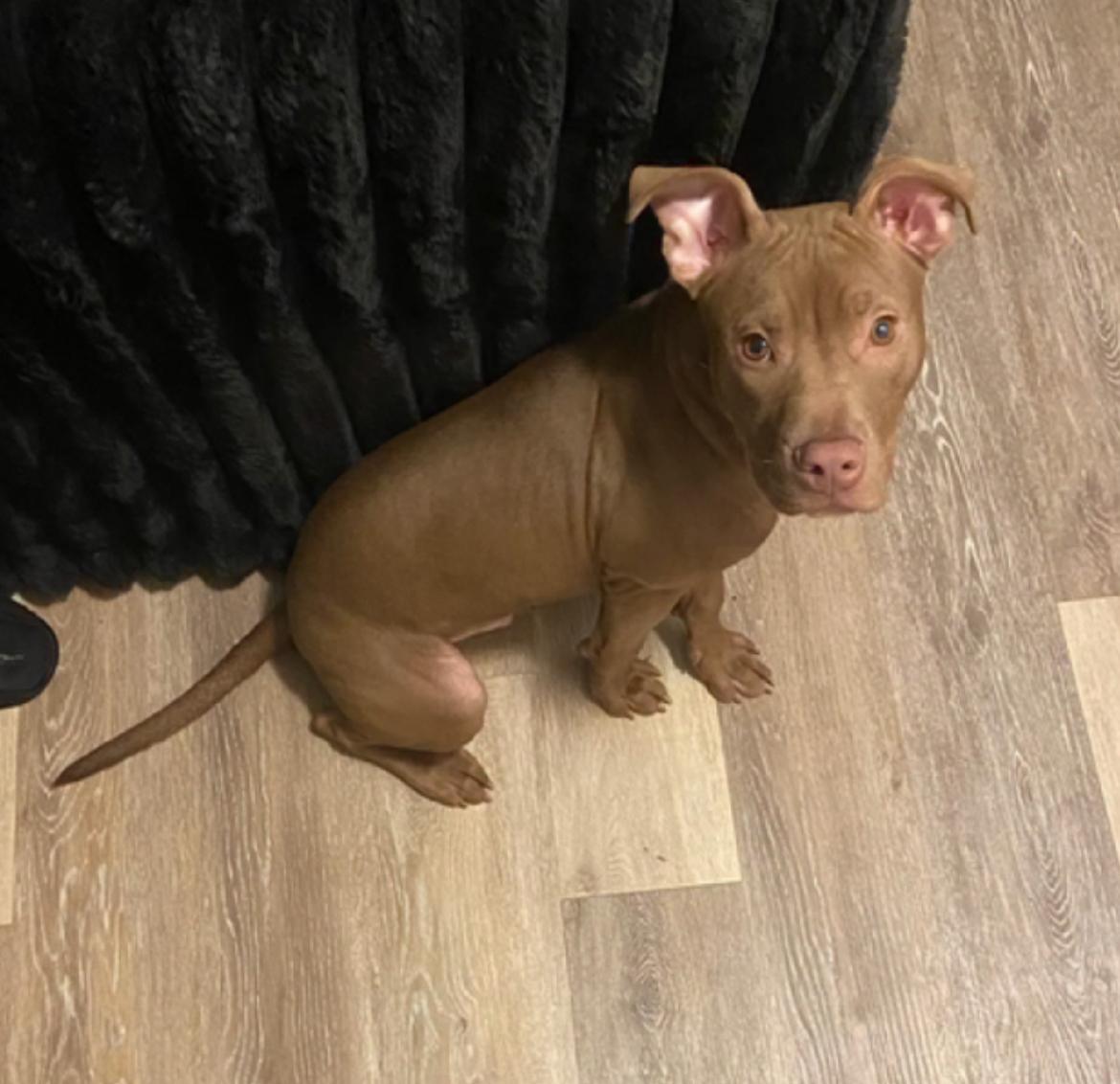 Baby Blazey, Adoptable, Puppy Male Pit Bull Terrier.