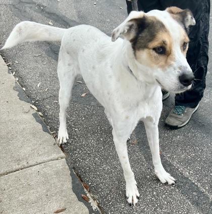 Enlarge Loki, an adopted Mixed Breed in Georgetown, TX image 3/3
