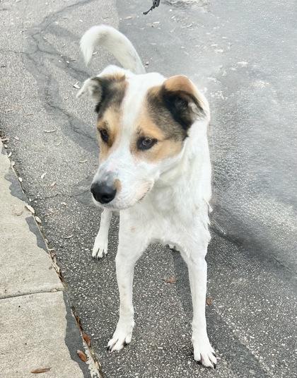 Enlarge Loki, an adopted Mixed Breed in Georgetown, TX image 2/3