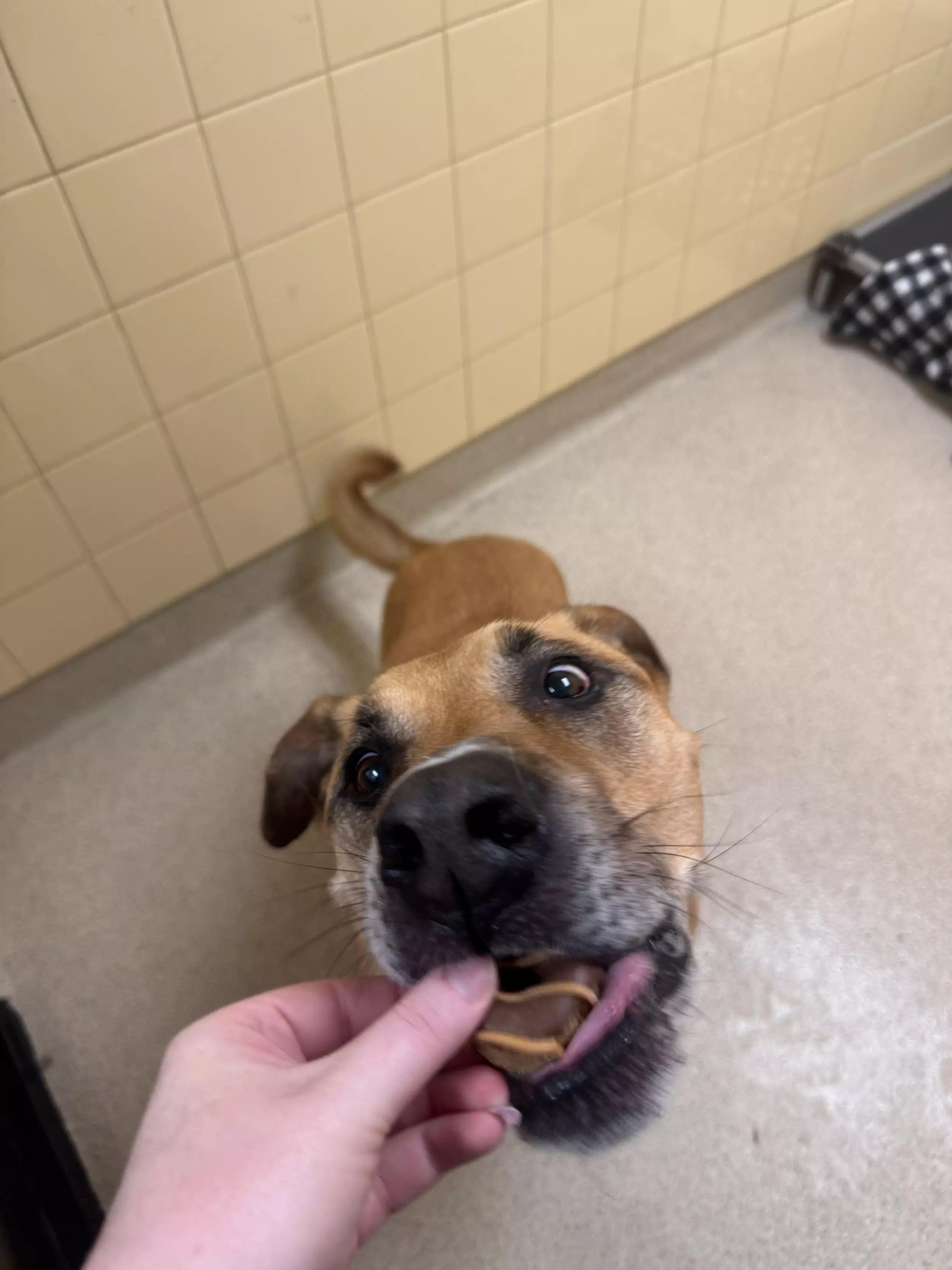 Buster, an adopted mixed breed in Dubuque, IA image 4/4
