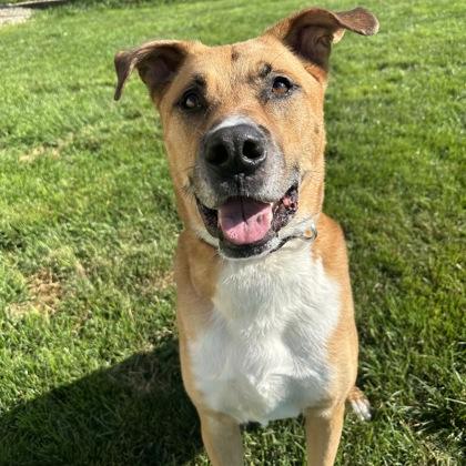 Buster, an adopted mixed breed in Dubuque, IA image 2/4