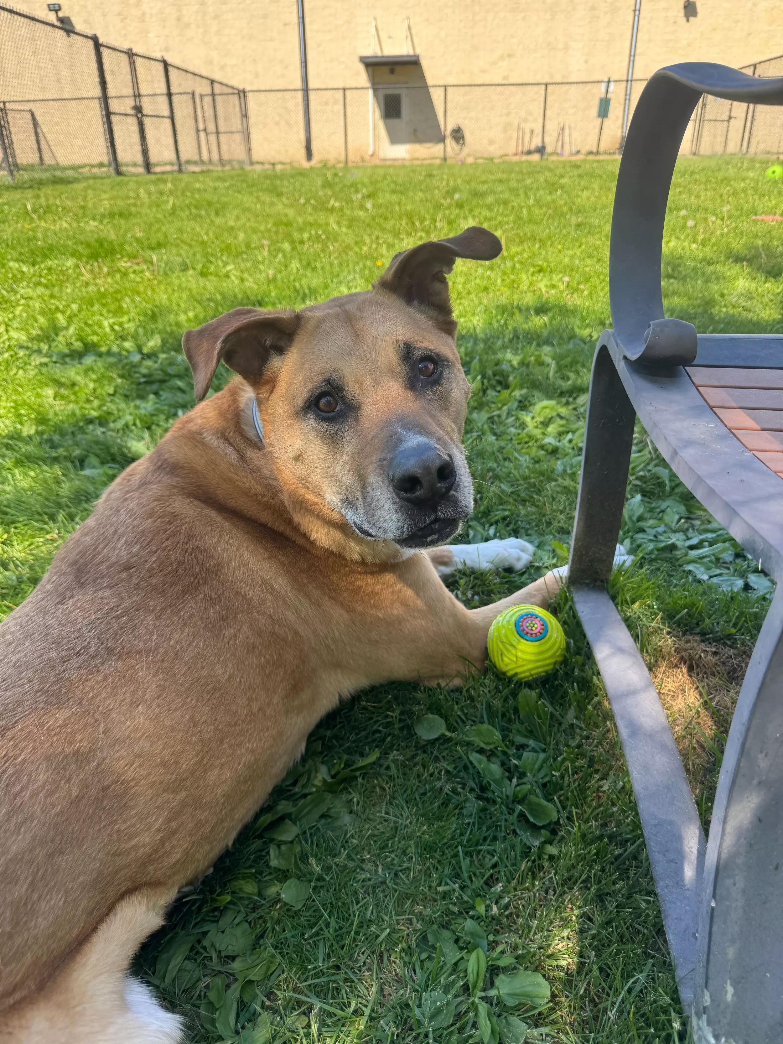 Buster, an adopted mixed breed in Dubuque, IA image 3/4