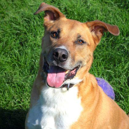 Buster, an adopted mixed breed in Dubuque, IA image 1/4