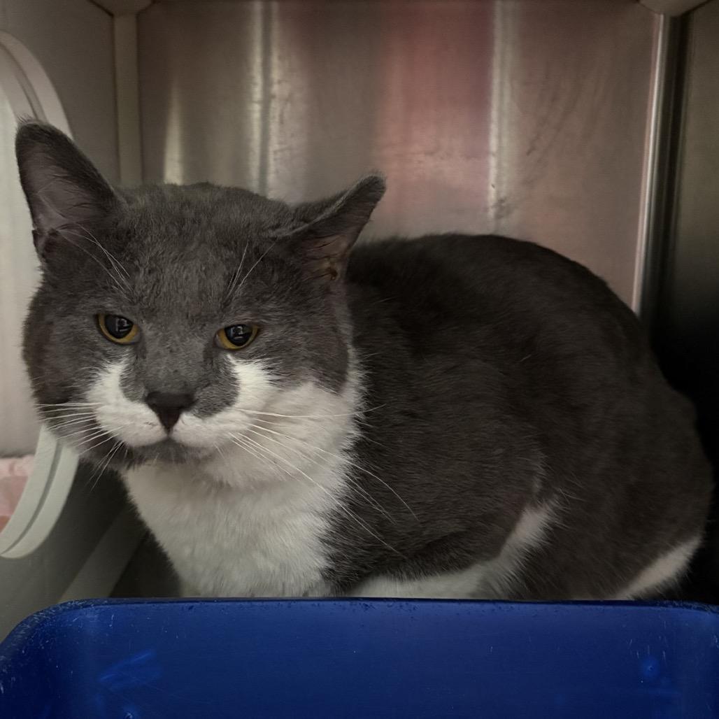 Enlarge Gary, a Adoptable Domestic Short Hair in Saskatoon, SK image 1/2