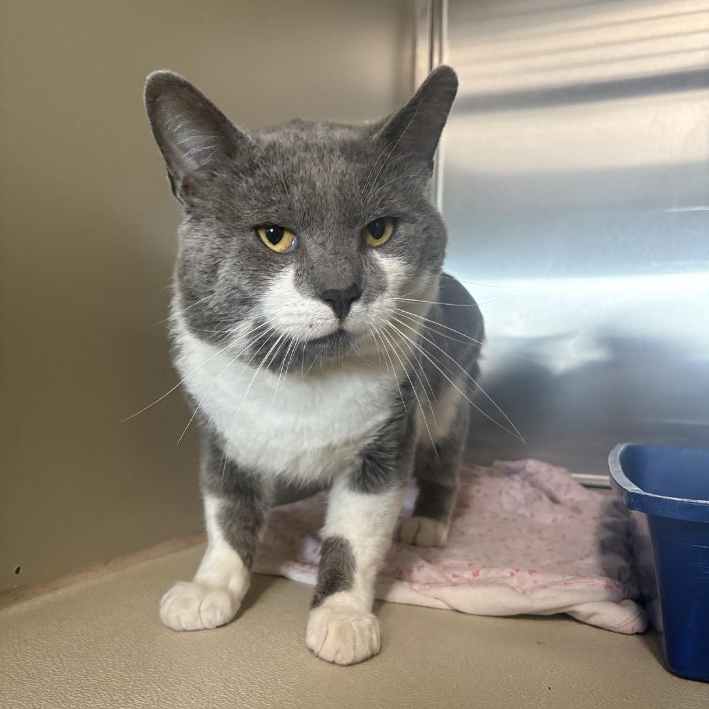 Enlarge Gary, a Adoptable Domestic Short Hair in Saskatoon, SK image 2/2