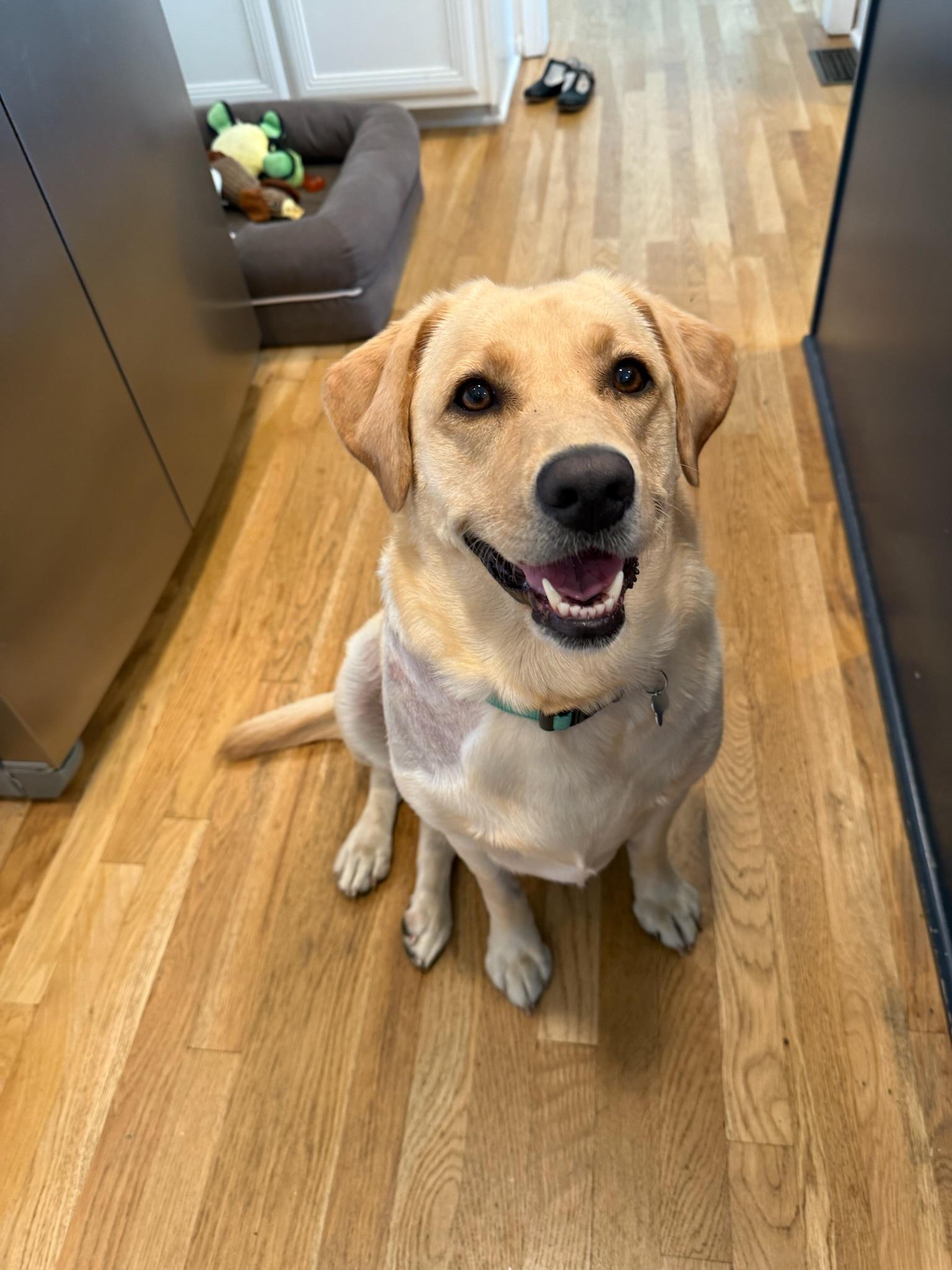 Enlarge Birdie, a Adoptable mixed breed in Nashville, TN image 2/6