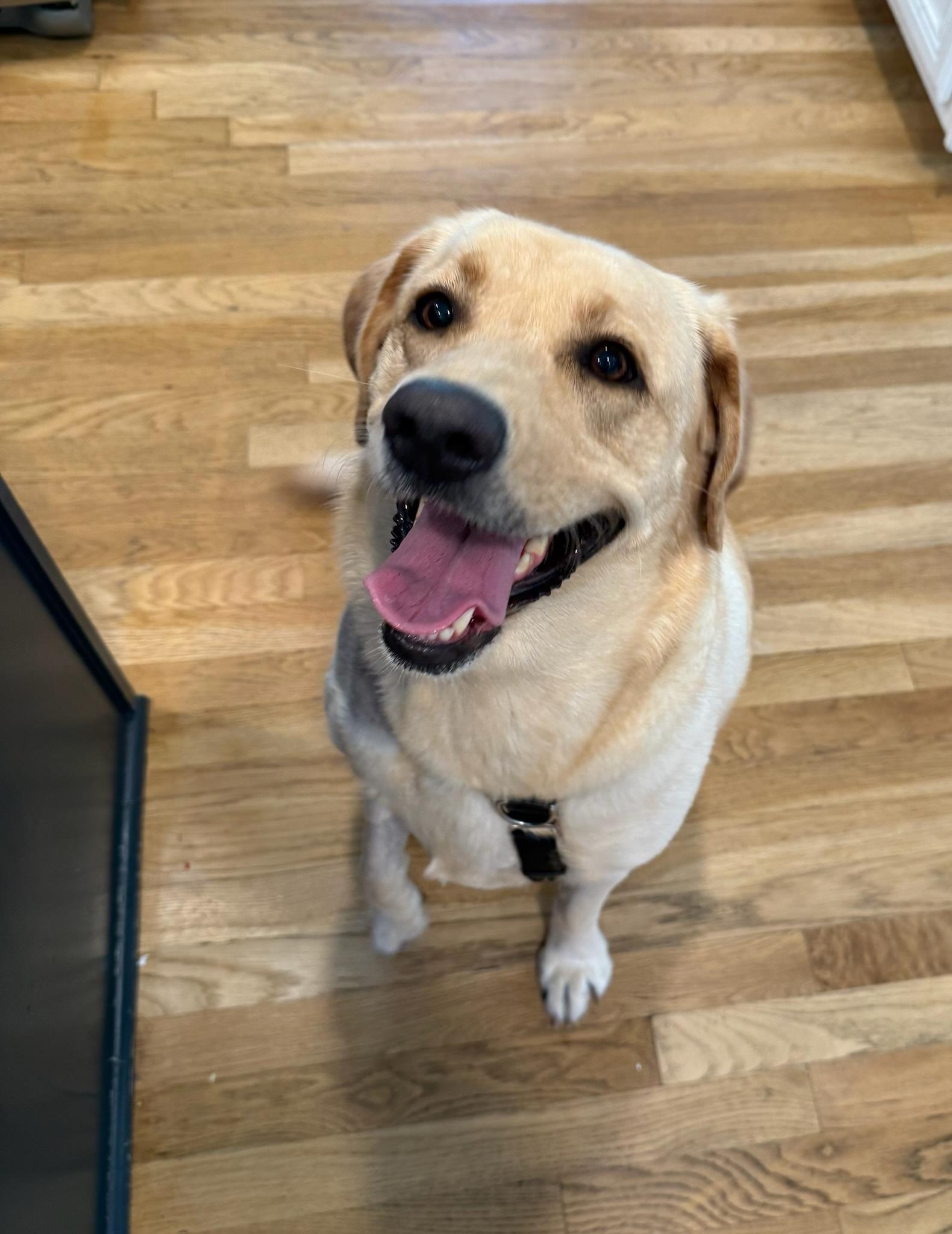 Enlarge Birdie, a Adoptable mixed breed in Nashville, TN image 5/6