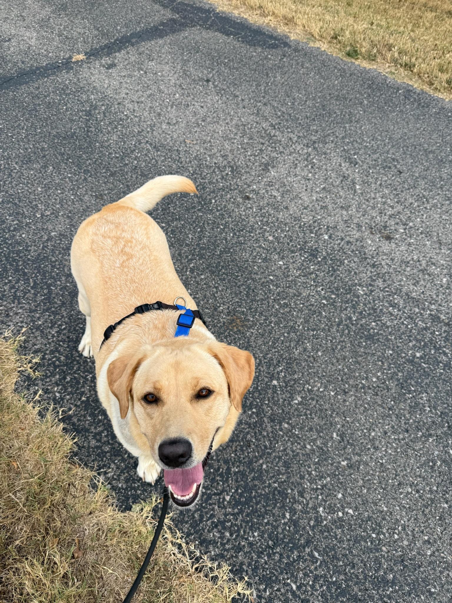 Enlarge Birdie, a Adoptable mixed breed in Nashville, TN image 6/6