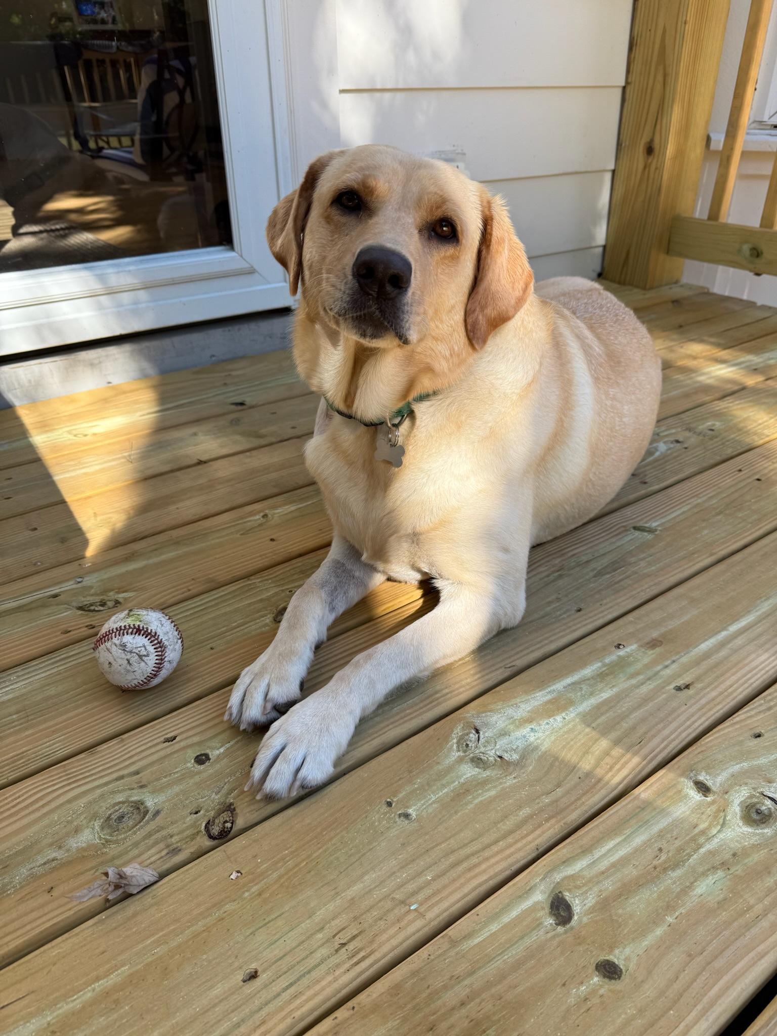 Birdie, Adoptable, Young Female Yellow Labrador Retriever.