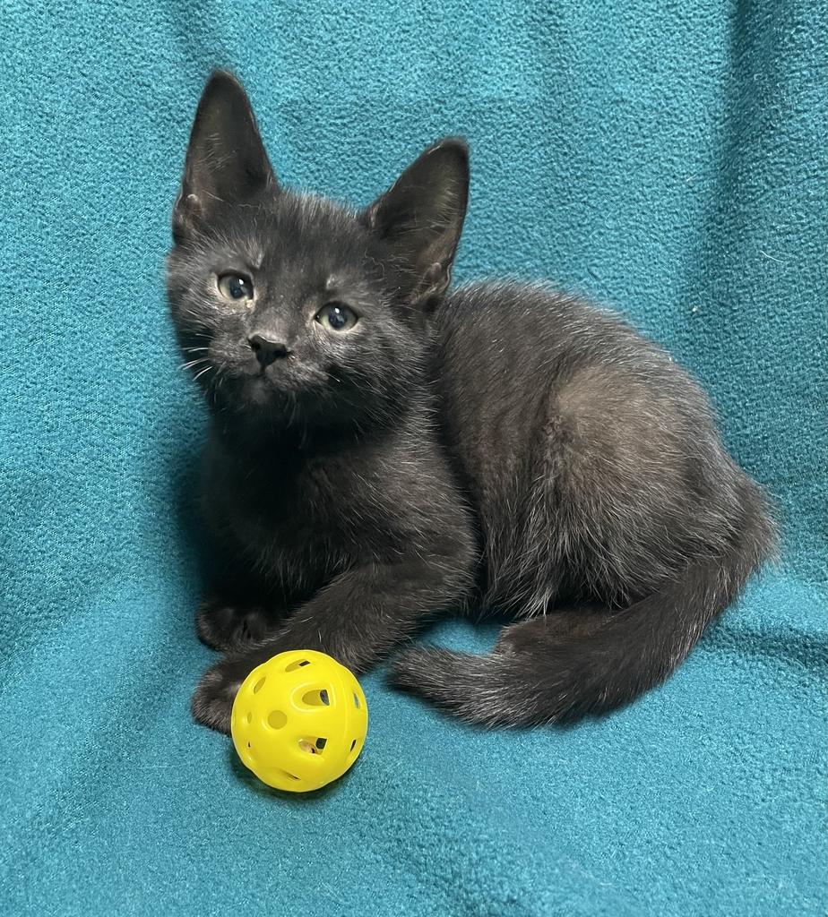 Logan, a ADOPTABLE Domestic Short Hair in Jackson, MI image 3/5