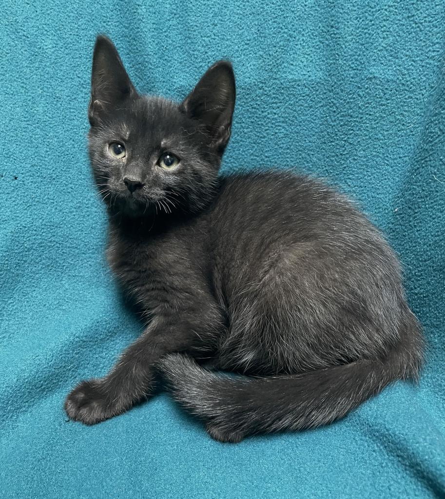 Logan, a ADOPTABLE Domestic Short Hair in Jackson, MI image 4/5