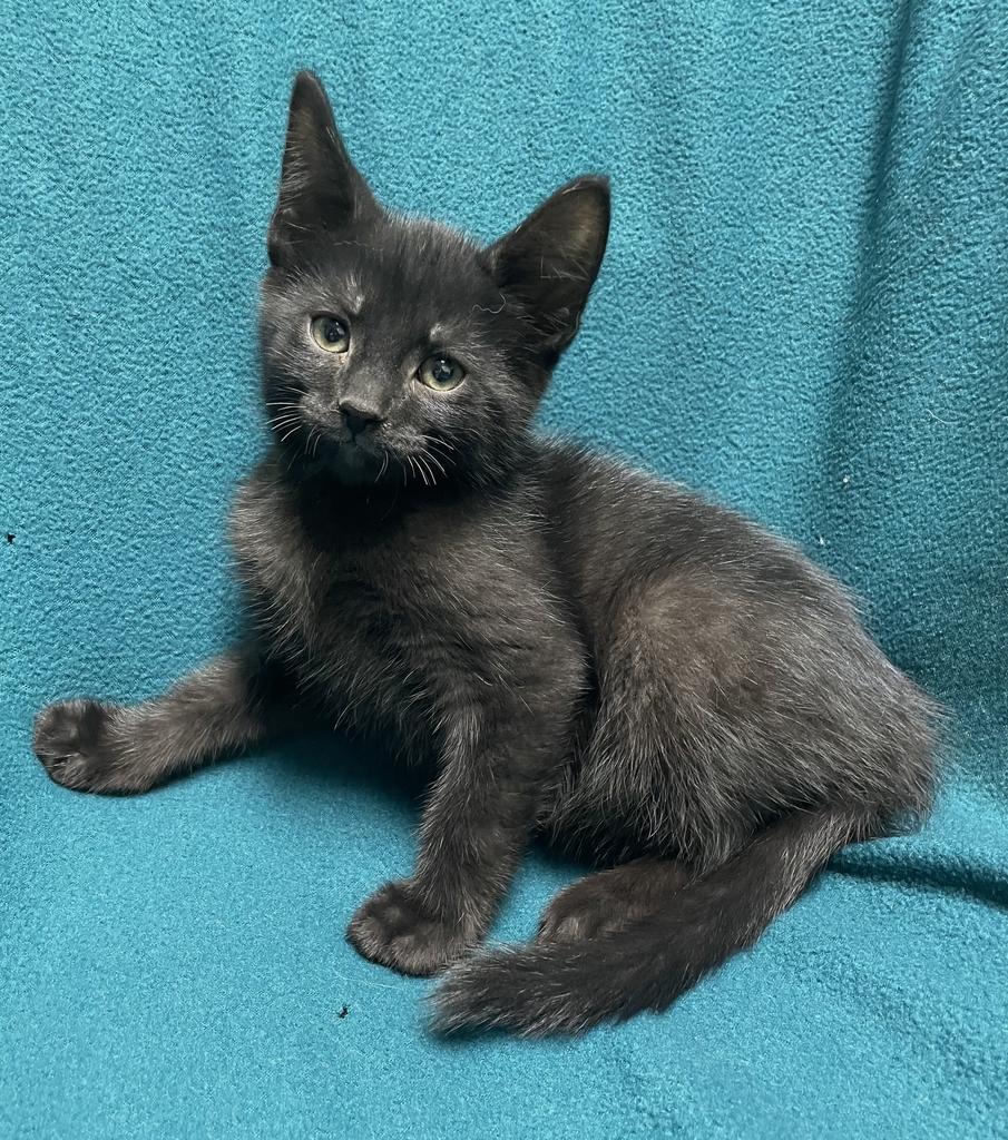 Logan, a ADOPTABLE Domestic Short Hair in Jackson, MI image 5/5