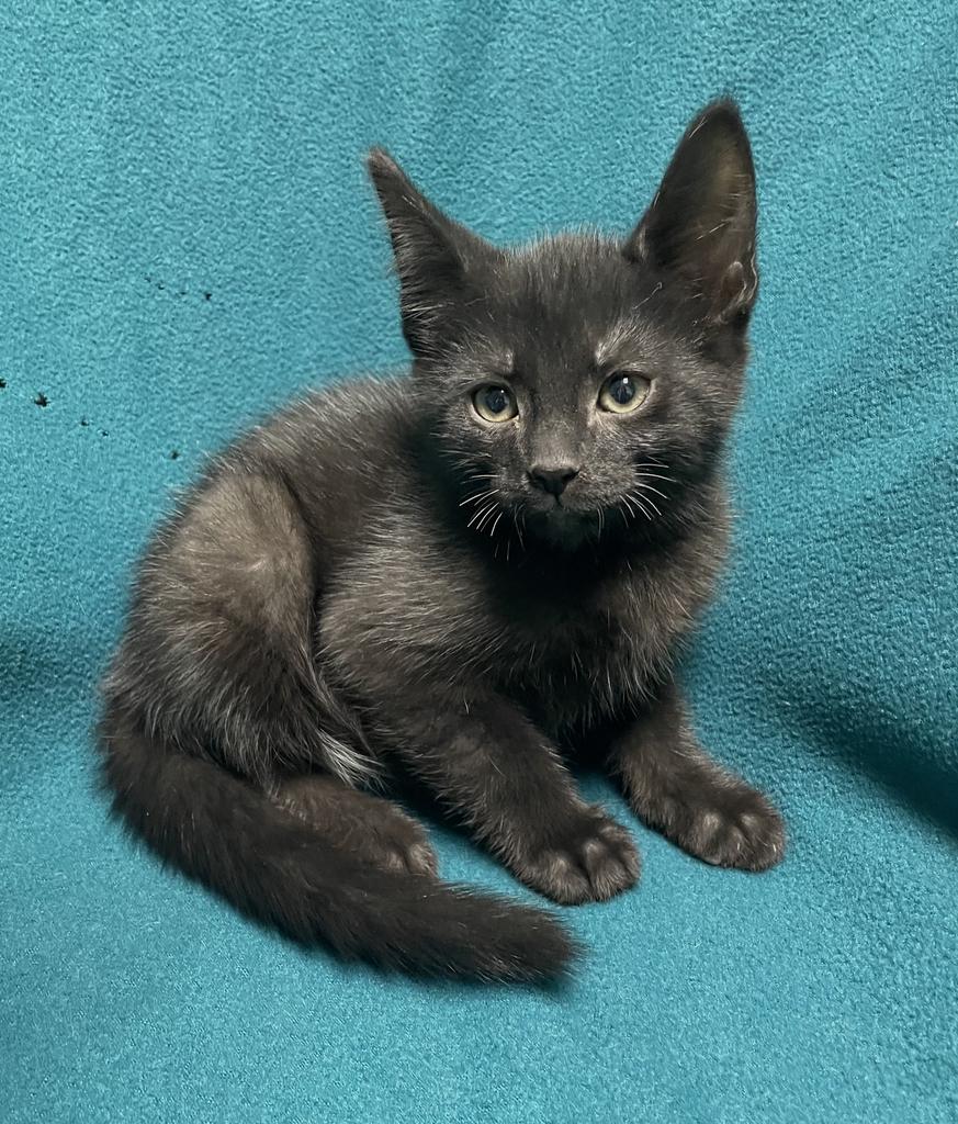 Logan, ADOPTABLE, Kitten Male Domestic Short Hair.