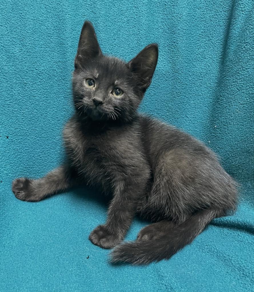 Logan, a ADOPTABLE Domestic Short Hair in Jackson, MI image 2/5