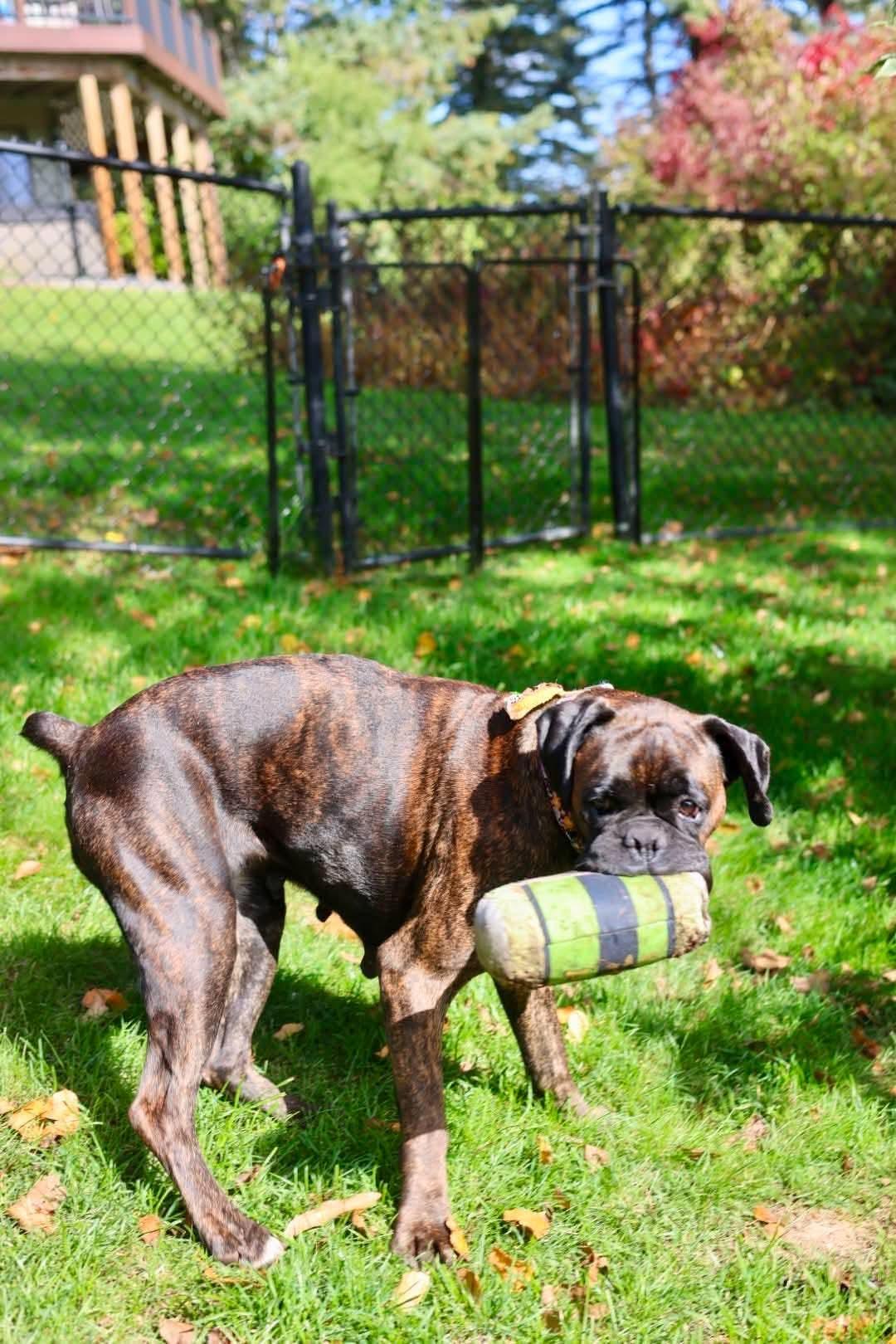 Enlarge Sandra, a Adoptable Boxer in Duluth, MN image 1/3