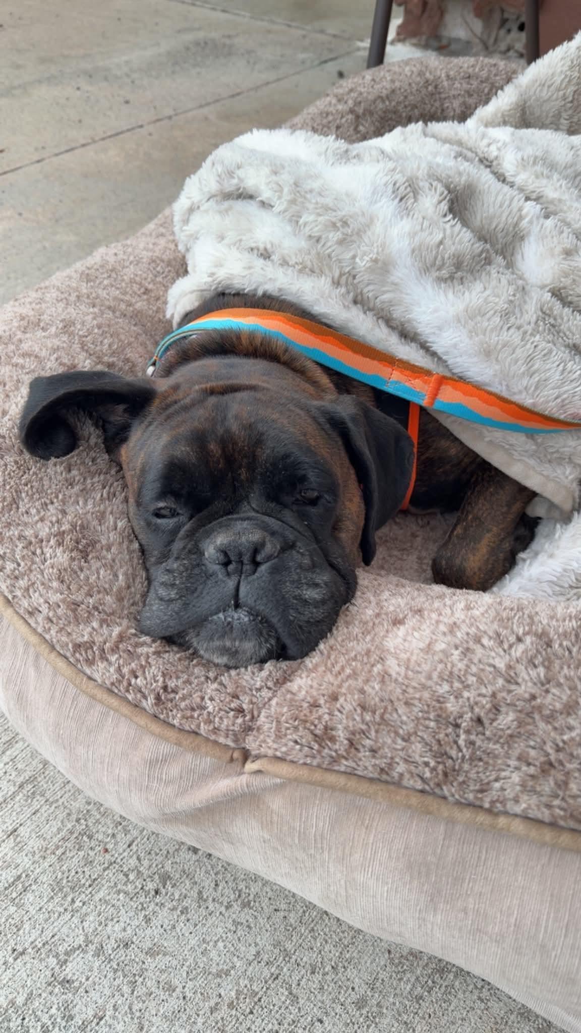 Enlarge Sandra, a Adoptable Boxer in Duluth, MN image 2/3