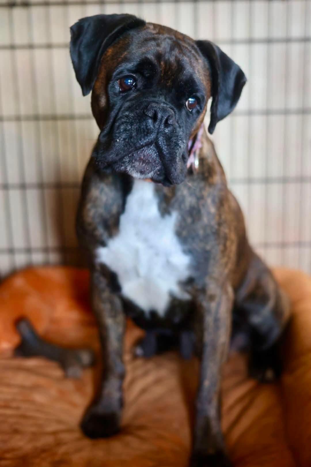Enlarge Sandra, a Adoptable Boxer in Duluth, MN image 3/3