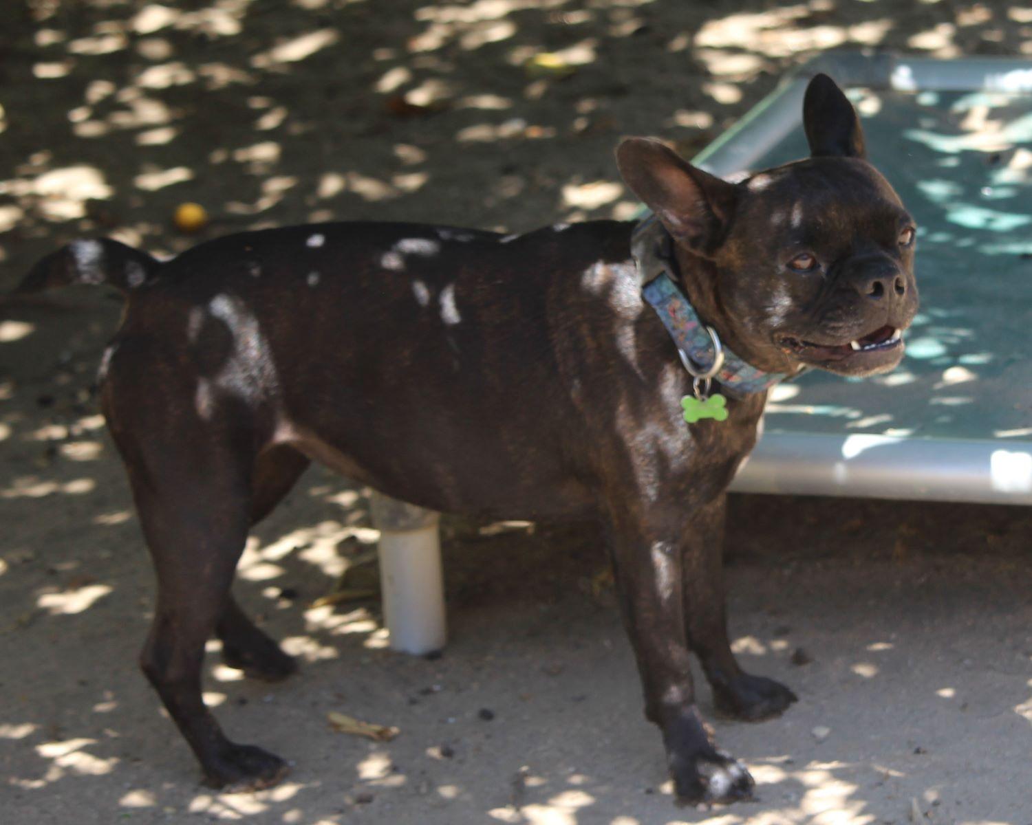 BAILEY GIRL, Adult Female unknown
