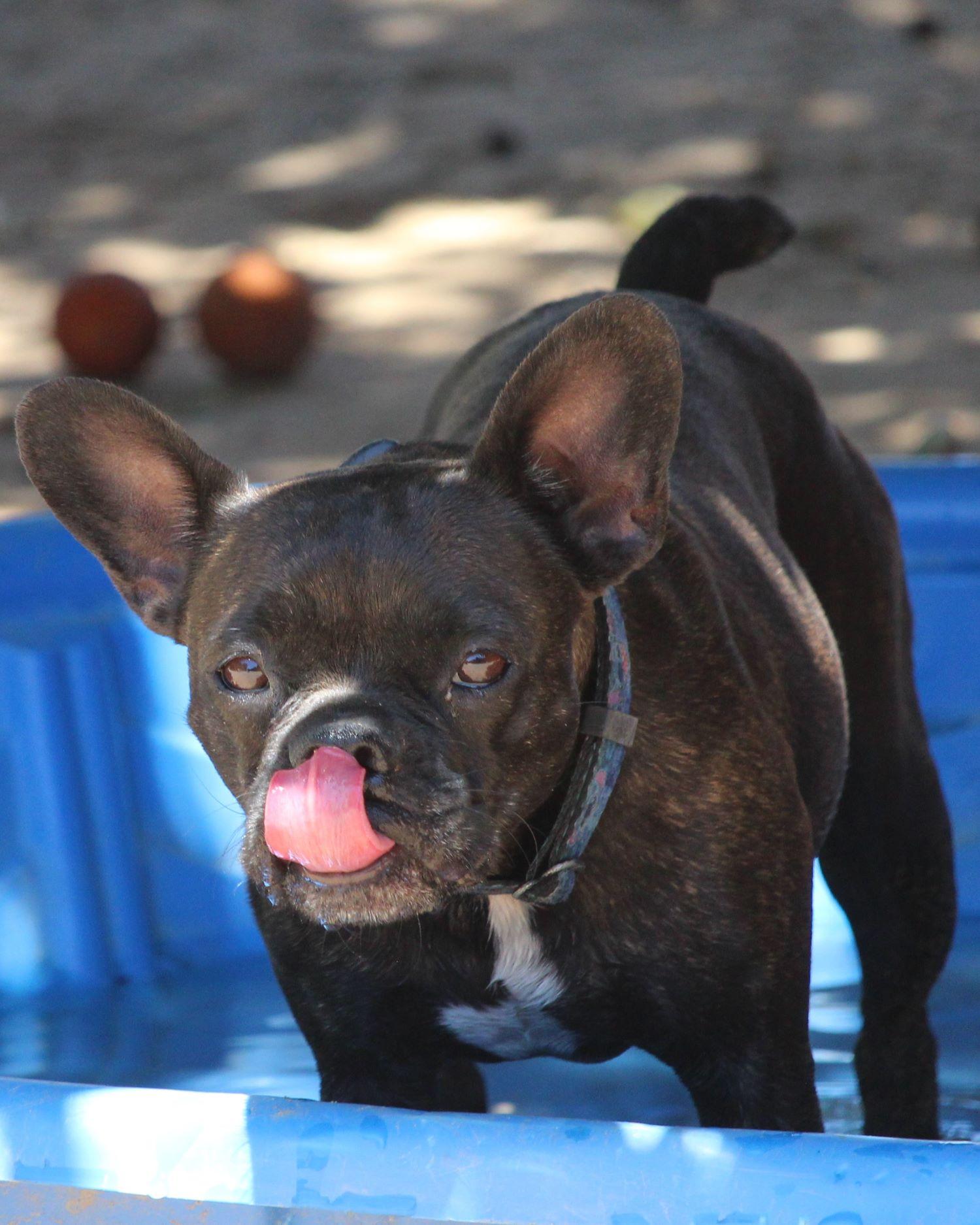 Bailey Girl thumbnail 3