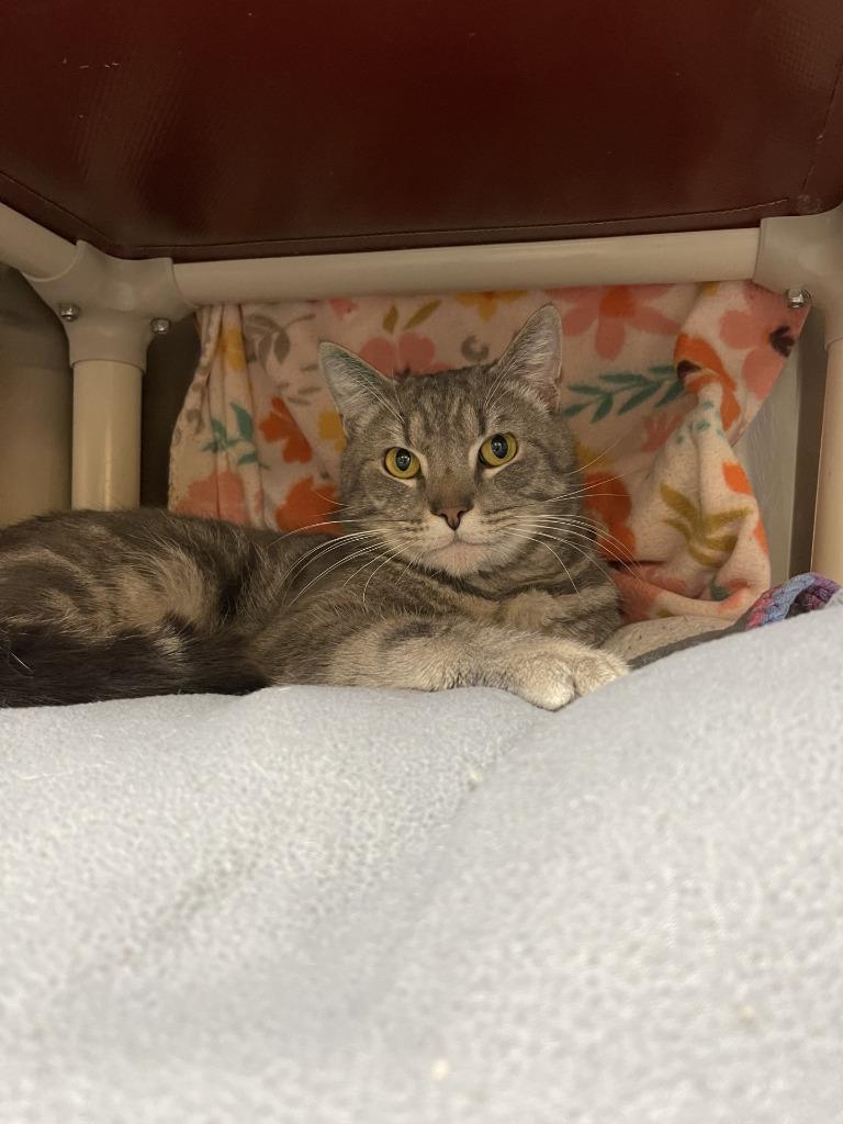 Enlarge Leon, an adopted Domestic Short Hair in Coupeville, WA image 2/2