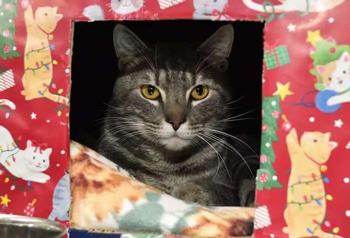 Enlarge Leon, an adopted Domestic Short Hair in Coupeville, WA image 1/2