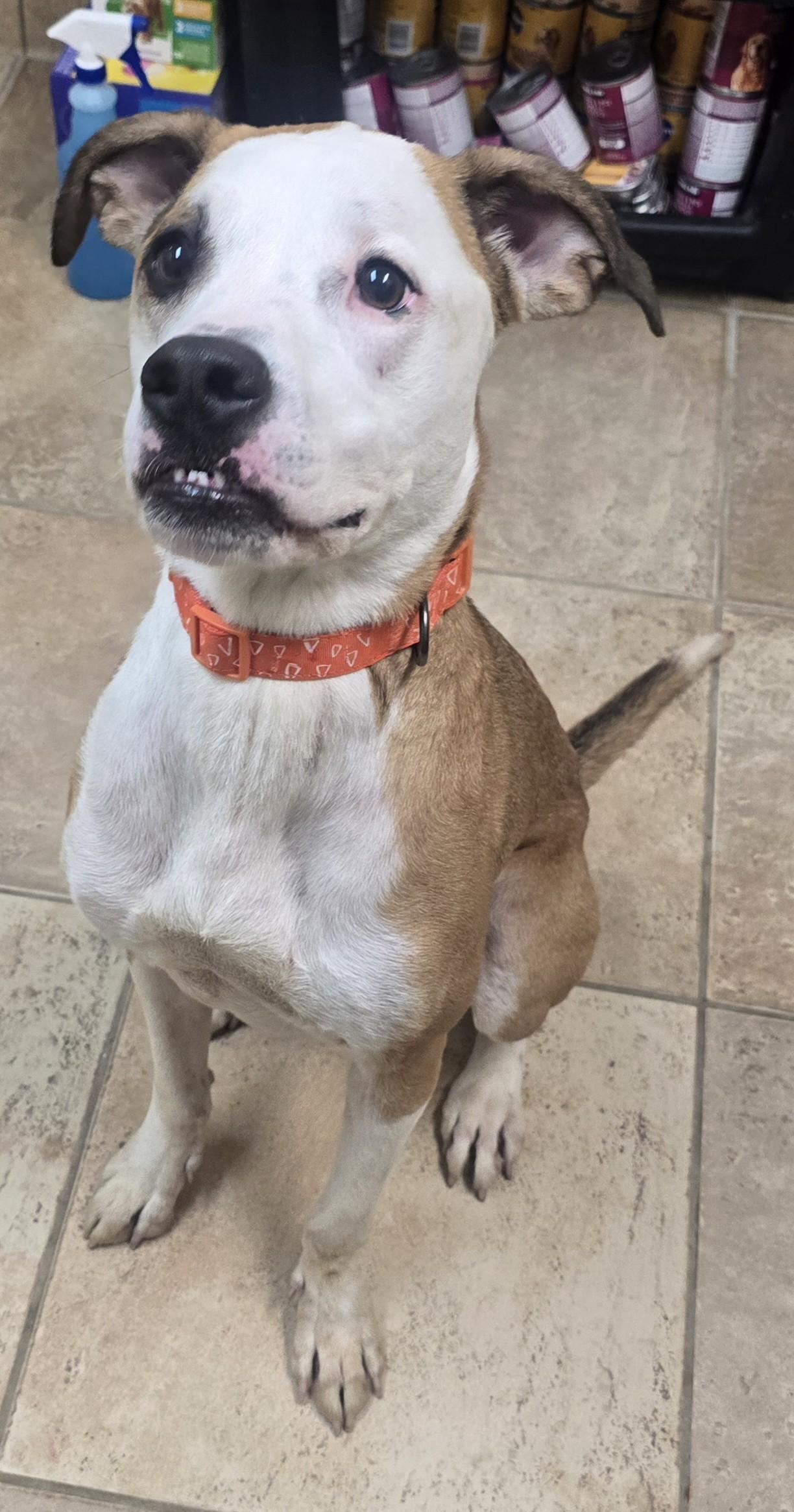 Enlarge Lenny, a ADOPTABLE mixed breed in Brainerd, MN image 2/2